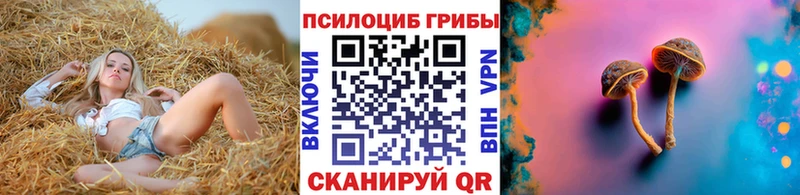 Купить закладки Светогорск Галлюциногенные грибы Psilocybe